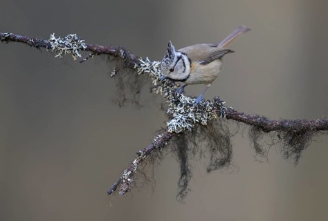 Crested Tit (Lophophanes cristatus), on a branch covered with bearded lichen, Biosphere Reserve,