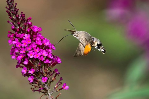 Hummingbird hawk-moth (Macroglossum stellatarum), flying, sucking nectar on flower of