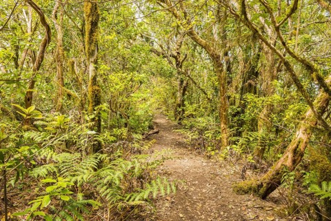 Laurel forest, cloud forest, Anaga Mountains, Tenerife, Canary Islands, Spain, Europe