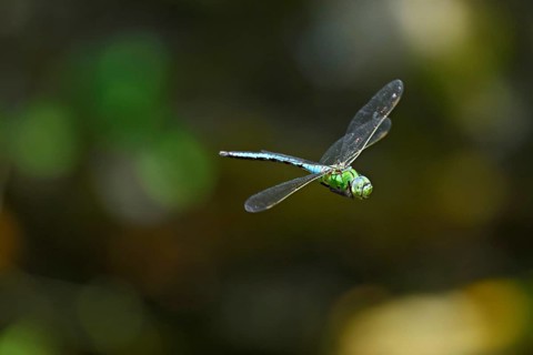 Emperor dragonfly (Anax imperator), in flight, Selger Moor, Canton Zurich, Switzerland, Europe