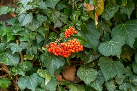 Berries, barberry (Berberis), Upper Beeding, South Downs, West Sussex, England, Great Britain