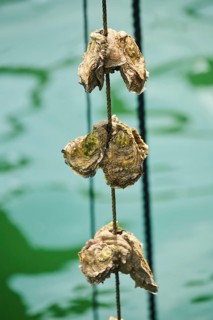 Pacific oysters (Magallana gigas) hanging on a rope at mussel farm of Musclarium near la rapita,