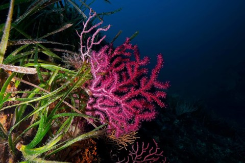 Violescent sea-whip (Paramuricea clavata) with open polyps in the Mediterranean near Hyères. Dive