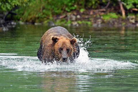 Brown bear (Ursus arctos) hunting for salmon in the water, Lake Clark National Park, Alaska