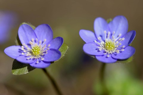 Liverwort (Hepatica nobilis) in bloom, North Rhine-Westphalia, Germany, Europe