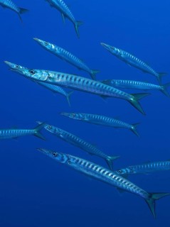Group, shoal of european barracuda (Sphyraena sphyraena) near Hyères. Dive site Giens Peninsula,