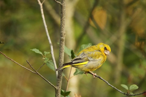 European greenfinch (Chloris chloris) Allgäu, Bavaria, Germany, Europe