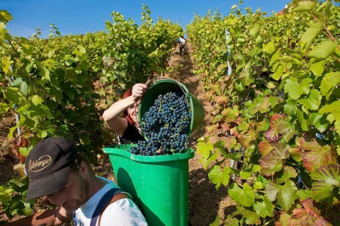 Grape grape harvest in the Spaargebirge near Meißen