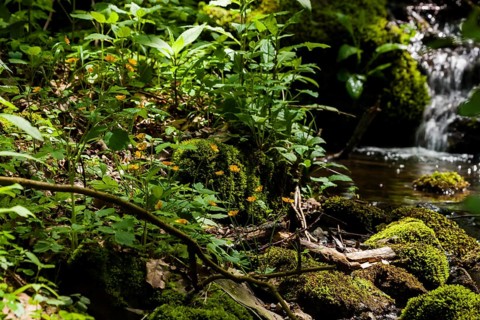 The Tharandt Forest, formerly known as the Grillenburg Forest, is a landscape in the centre of