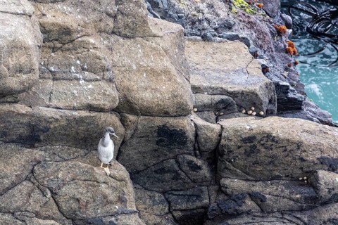 Cormorants (Phalacrocoracidae), Otago Peninsula, New Zealand, Oceania