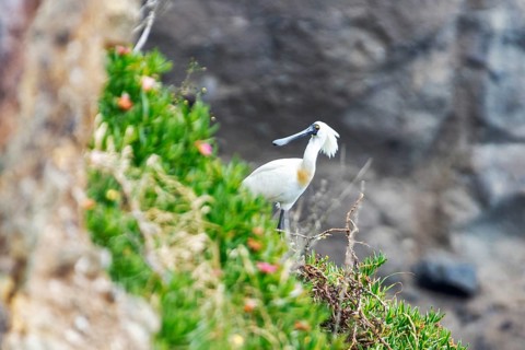 Royal spoonbill (Platalea regia), Otago, New Zealand, Oceania