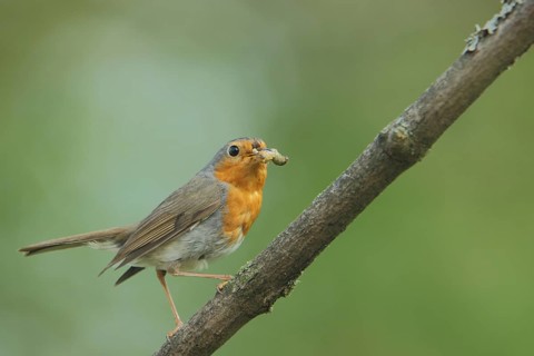 European robin (Erithacus rubecula) with food, castle park, Biebrich, Wiesbaden, Taunus, Hesse,