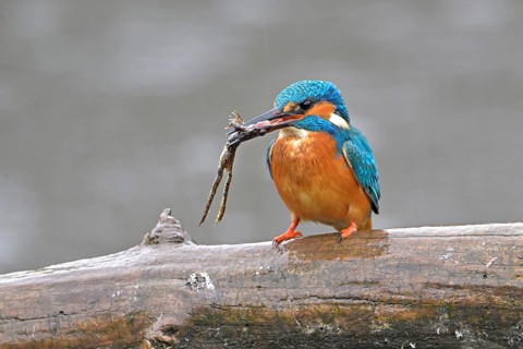 Common kingfisher (Alcedo atthis), with a captured frog in its beak, Switzerland, Europe