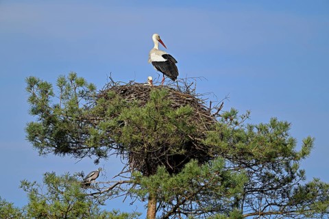 White stork (Ciconia ciconia), pair sitting on eyrie, Switzerland, Europe