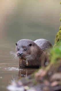 European otter (Lutra lutra) adult feeding on a fish by a river bank, Norfolk, England, United