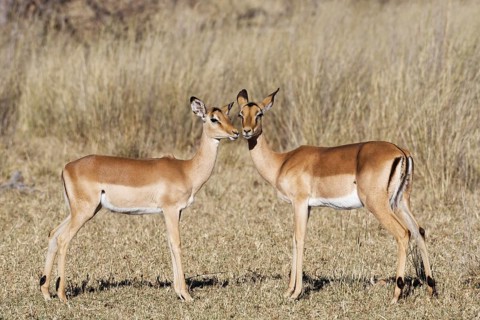 Common impalas (Aepyceros melampus), two females in dry grassland, showing affection, eye contact,