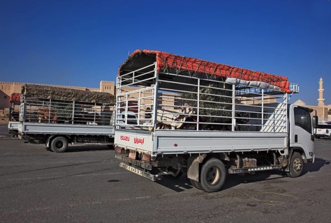 The traditional animal market is now only handled directly from trucks. Nizwa is the centre of the