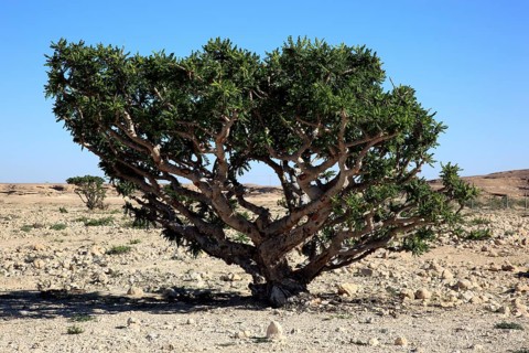 Wadi Dawqah, Incense Tree Cultures, UNESCO World Heritage Site, frankincense (Boswellia Sacra)