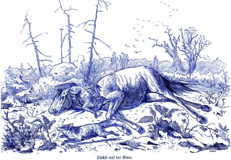Foxes on the Kirre, old horse, hunter's trap, Hubertus hunt, hunting scenes, wild animals, forest,