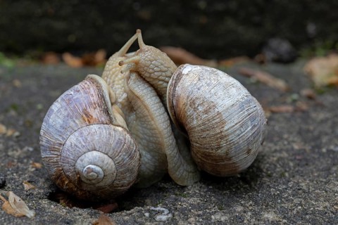 Burgundy snails (Helix pomatia) mating, Friedenau, Berlin, Germany, Europe