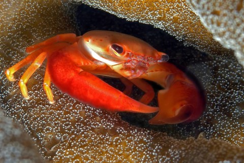 Close-up of red coral crab (Trapezia formosa) showing typical behaviour sitting in living cavity in
