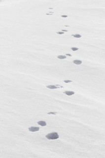 Close up footprints in the snow of mountain hare (Lepus timidus), Alpine hare, snow hare in winter
