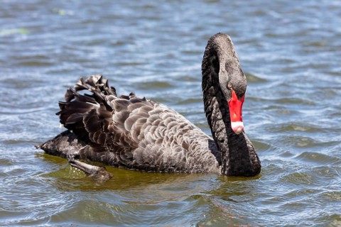 Black Swan (Cygnus atratus), Rotorua, Lake, New Zealand, Oceania