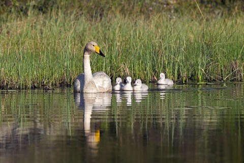 Whooper swan (Cygnus cygnus) adult swimming in lake with cygnets in spring in Scandinavia