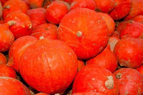 Pumpkins (Cucurbita) (Cucurbitaceae) are a genus of plants in the gourds . Five species are