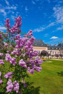Pillnitz in spring