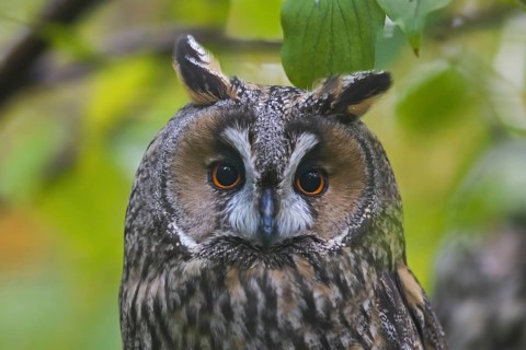 Close-up portrait of long-eared owl (Asio otus) (Strix otus) perched in tree in forest