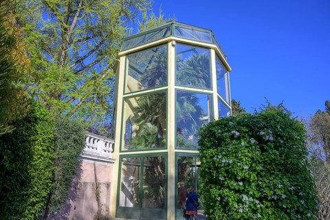 Goethe's palm tree in the botanical garden, Padua, province of Padua, Italy, Europe