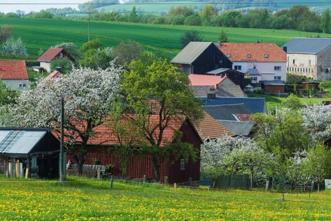 Cows on the pasture in Reinhardtsgrimma