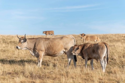 Aubrac cows in a dry pasture in summer. Aubrac, France, Europe