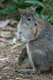 Red-necked Pademelon (Thylogale thetis), female with joey, Australia, Rothalsfilander, Weibchen mit