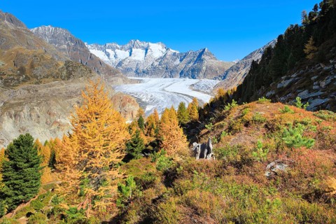 Great Aletsch Glacier and Wannenhörner, Valais, Switzerland, Europe