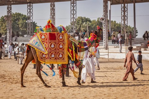 PUSHKAR, INDIA, NOVEMBER 22, 2012: Camel decoration competition contest at Pushkar camel fair