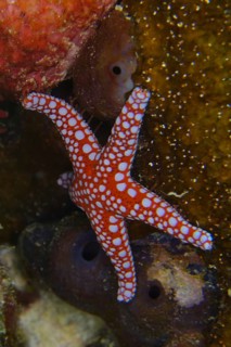 Ghardaqa starfish (Fromia ghardaqana), Abu Dabab reef dive site, Marsa Alam, Red Sea, Egypt, Africa
