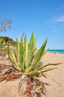 Century plant (Agave americana variegata) growing on a beach near Tarragona, Catalonia, Spain,