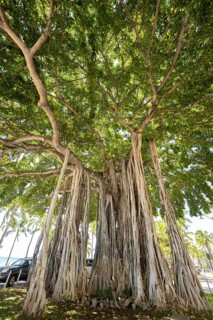 Banyan fig (banyan tree), Waikiki Beach, Honolulu, Oahu, Hawaii, USA, North America