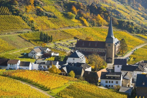 Vineyards in autumn, Mayschoß with parish church, red wine growing region Ahrtal, red wine of the