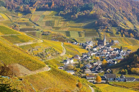 Vineyards in autumn, Mayschoß with parish church, red wine growing region Ahrtal, red wine of the