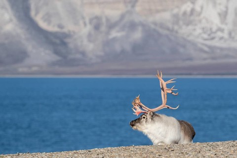 Svalbard Reindeer (Rangifer tarandus platyrhynchus), male, bull with blood-red antlers, tundra in