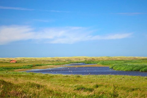 Dune lake De Muy at national park in the Netherlands on island Texel used as watering hole for sea