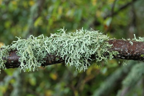 Iceland moss (Cetraria islandica) growing on a branch, southern Sweden, Scandinavia