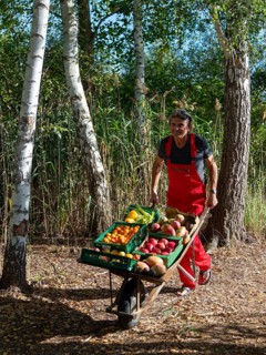 Man in red work trousers pushing wheelbarrow full of different fruits in birch forest, healthy