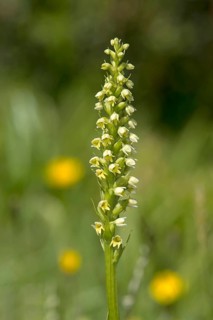 Flowering white butterbur (Pseudorchis albida) on a mountain meadow, Valais, Switzerland, Europe