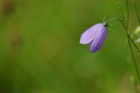 Spreading bellflower (Campanula patula), blue flower, in a meadow, Wilden, North Rhine-Westphalia,