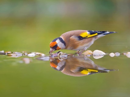 Goldfinch, european goldfinch (Carduelis carduelis) drinking in shallow water, mirror image, Solms,
