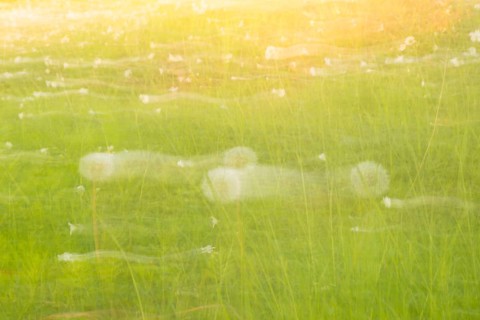 Meadow with dandelions, common dandelion (Taraxacum sect. Ruderalia) or buttercup and stitchworts